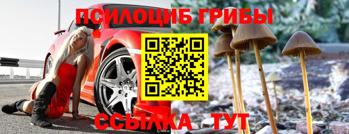 Галлюциногенные грибы Psilocybe Ирбит